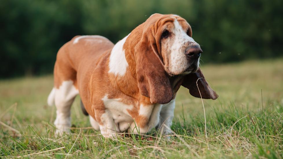 ectropion in dogs; a Basset Hound plays in a grassy clearing.
